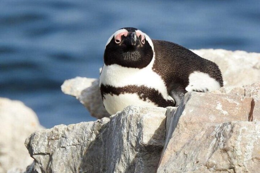 Cape Town Tour for Couples - Private Tour of Cape Town's Best Destinations.