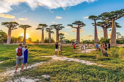 Private 9-Day Madagascar Baobab & Tsingy Family Safaris