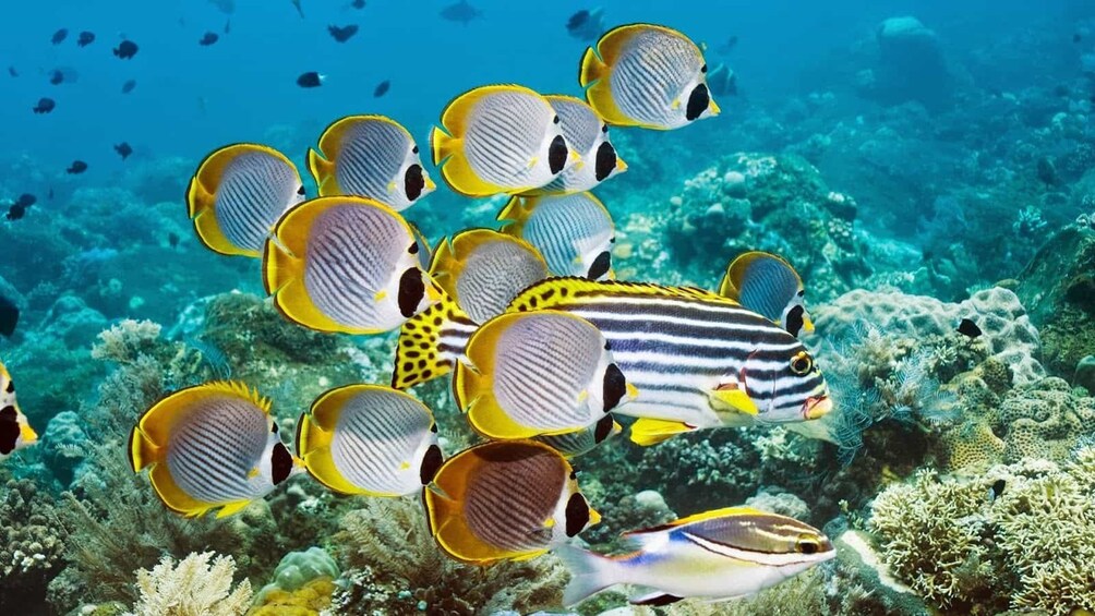 Show item 4 of 4. Panglao Island Hopping Tour with Lunch