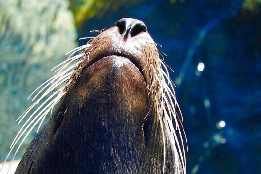 Get close to Australian wildlife (photo credit D. Osieki)