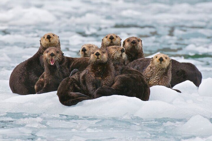 26 Glacier Cruise, Sea Otters, Prince William Sound - Phillips Cruises & Tours, LLC