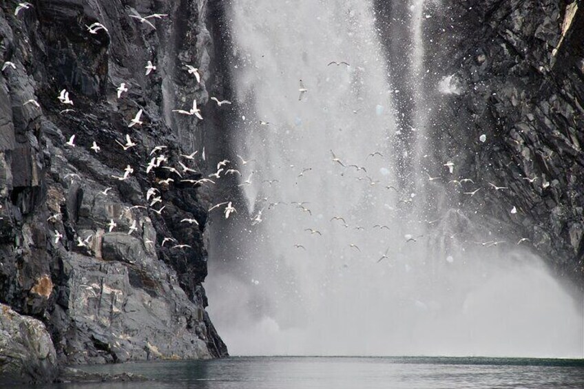 26 Glacier Cruise - Waterfalls and kittiwakes are abundant in Prince William Sound. - Phillips Cruises & Tours, LLC