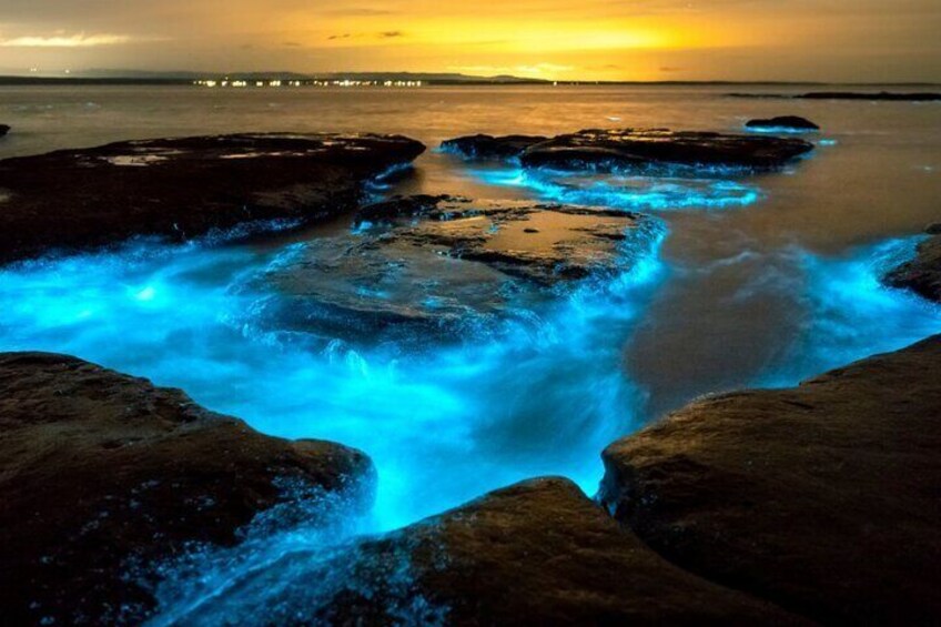 The colors of bioluminescence are amazing and surreal
