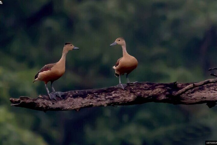 Birdwatching Walk in Ritigala from Habarana