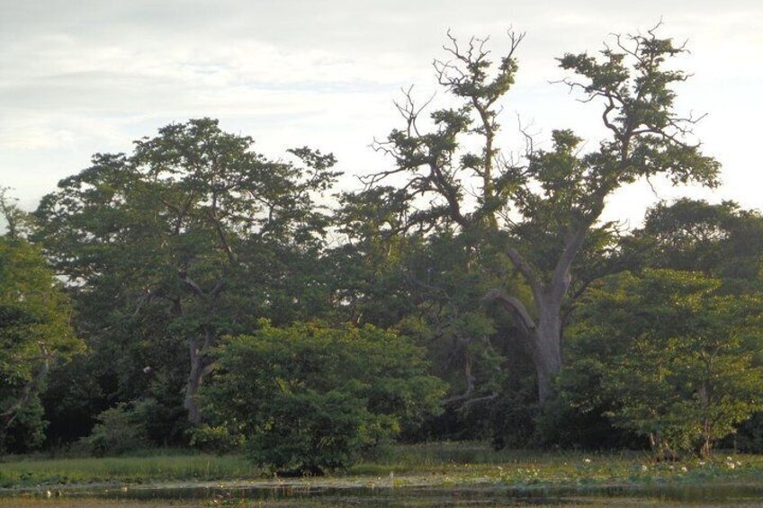 Birdwatching Walk in Ritigala from Habarana