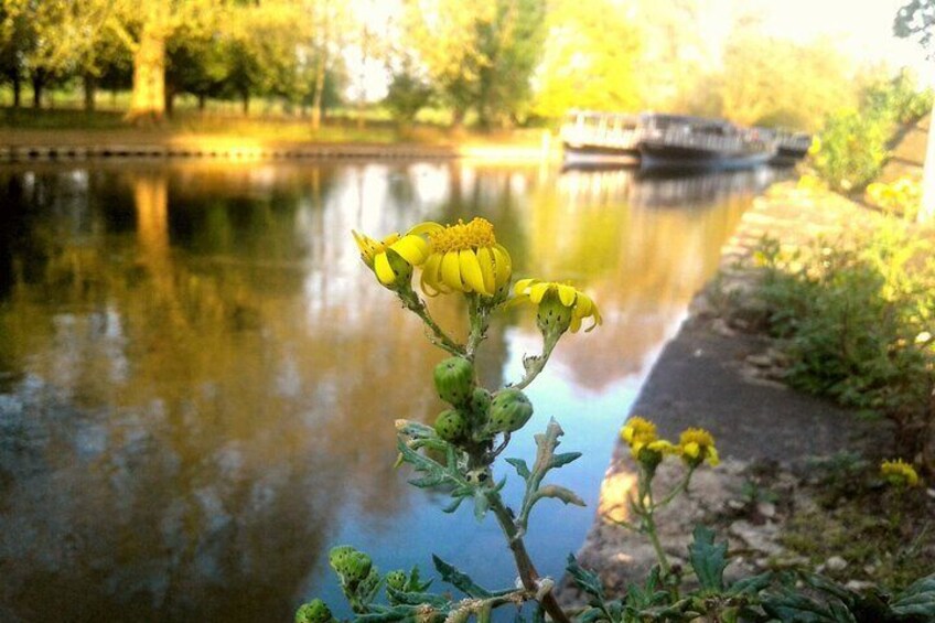 Scenic walk and cruise along the Thames path Oxford