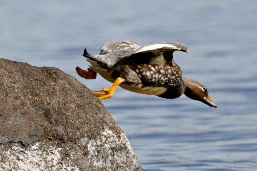 Private Tour: Tierra del Fuego National Park Trekking & Canoeing in Lapataia Bay