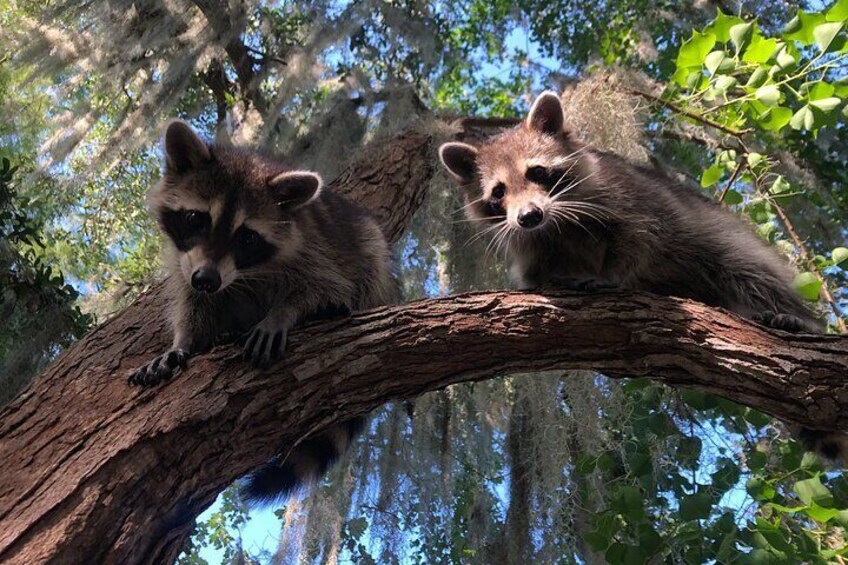 Guided Boat Tour of New Orleans Bayou and Wildlife