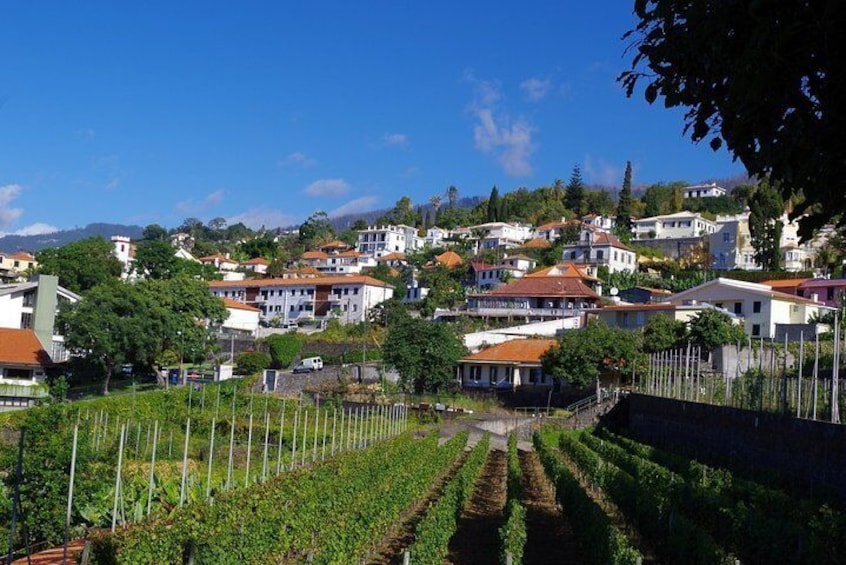Madeira wine tasting and sightseeing private tour from Funchal