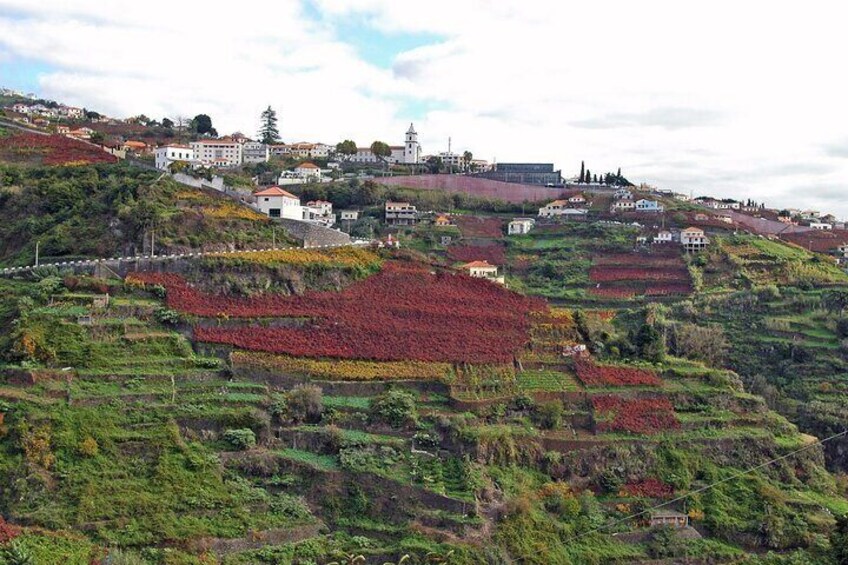 Madeira wine tasting and sightseeing private tour from Funchal
