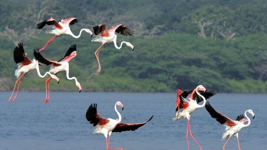 Birdwatching Boat Ride in Kalametiya Sanctuary