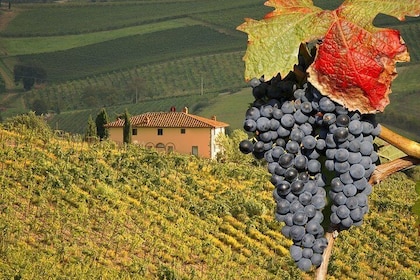 Montalcino and Pienza Tuscany Wine&Cheese ShoreExcursion from Civitavecchia...