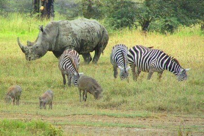 8 Days Safari to Lake Nakuru NP Maasai Mara NR Serengeti NP Ngorongoro- Mid...