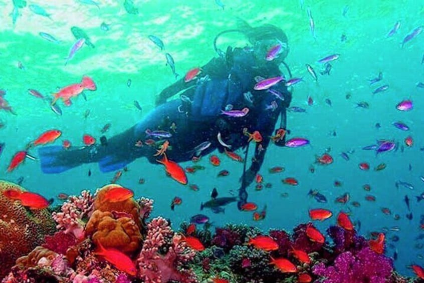 Scuba Diving in Mount Lavinia