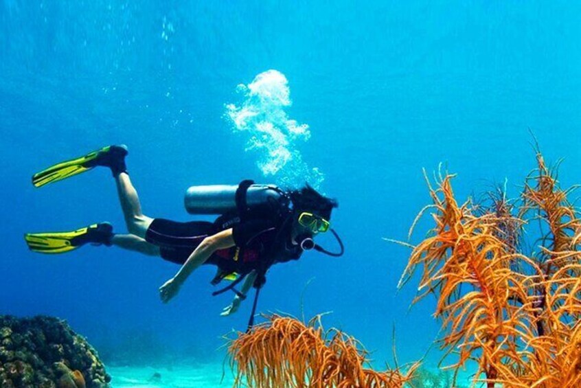 Scuba Diving in Mount Lavinia