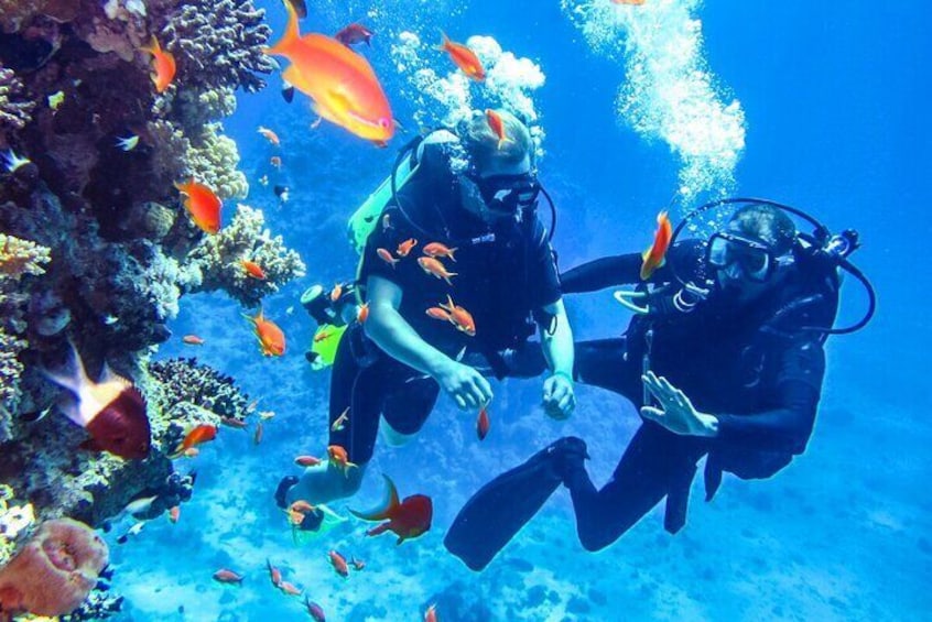 Scuba Diving in Mount Lavinia