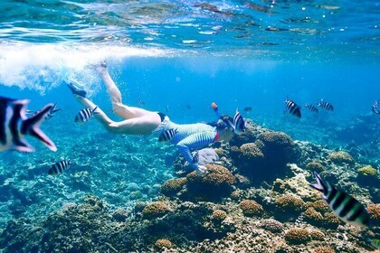 Snorkeling in Coral Island, Trincomalee