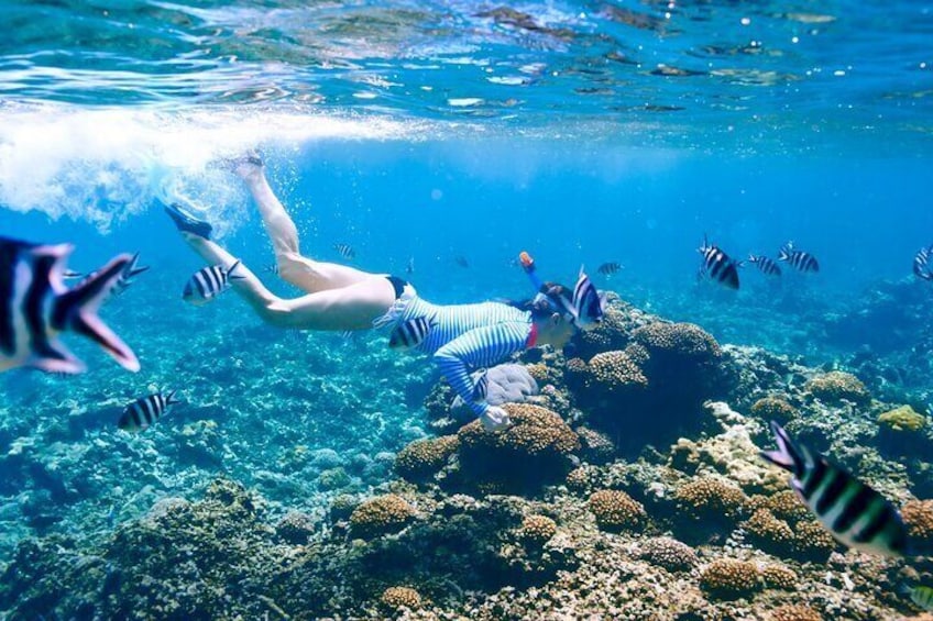 Snorkeling in Coral Island, Trincomalee