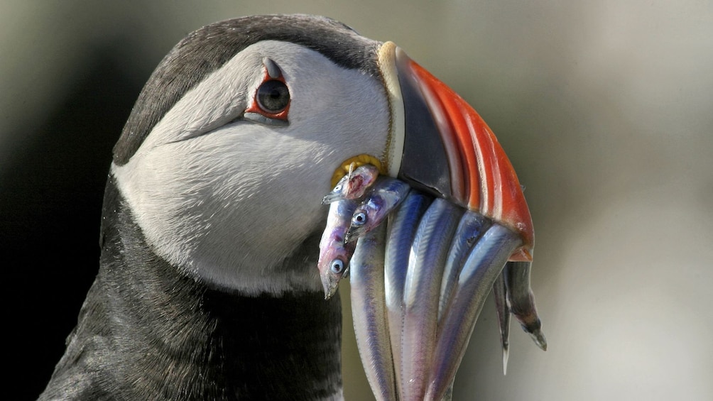 Puffin with many small fish in its mouth