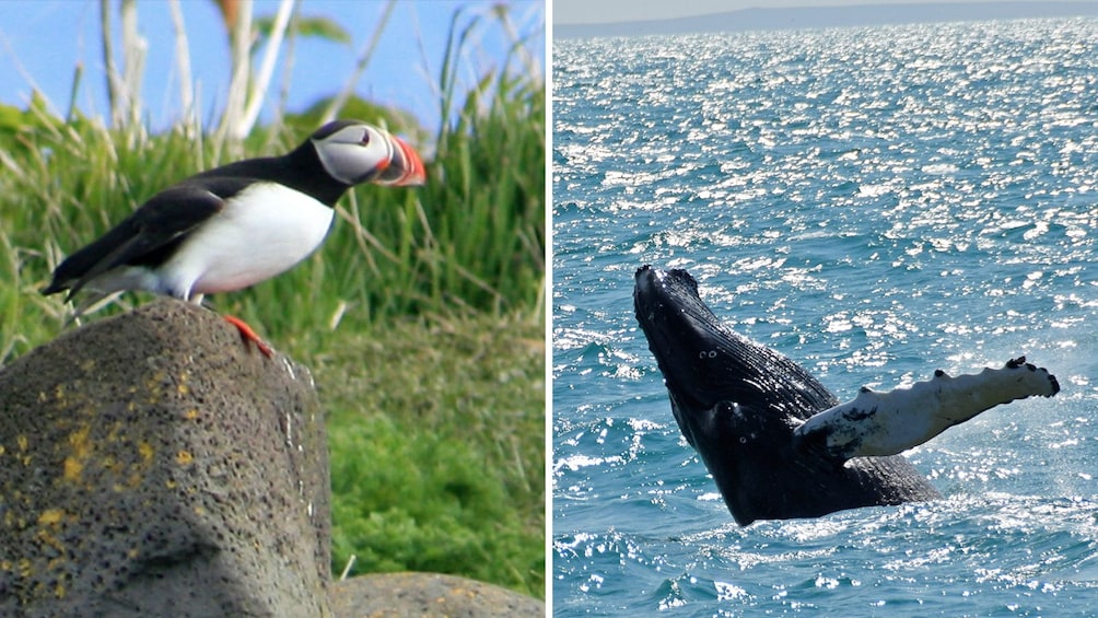 Combo image of Puffin and Whale