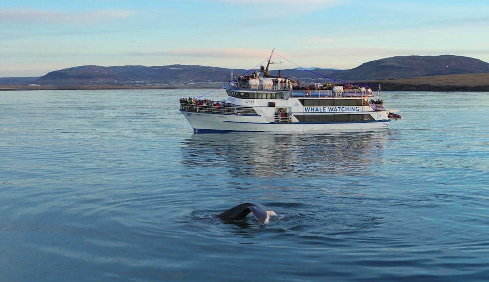 Icelandic Horseback Riding & Whale-Watching Cruise