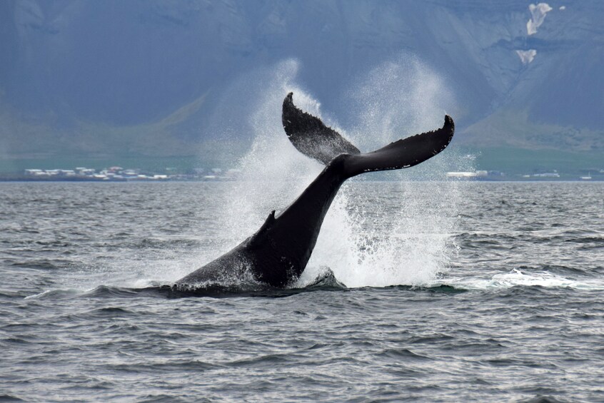 Icelandic Horseback Riding & Whale-Watching Cruise