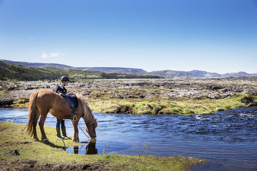 Icelandic Horseback Riding & Whale-Watching Cruise