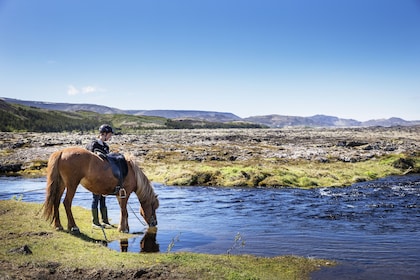 Icelandic Horseback Riding & Whale-Watching Cruise