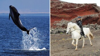 Icelandic Horseback Riding & Whale-Watching Cruise