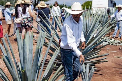 Magic town Tequila and agave fields tour from Guadalajara 