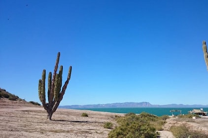 Tour Kino Bay from Hermosillo