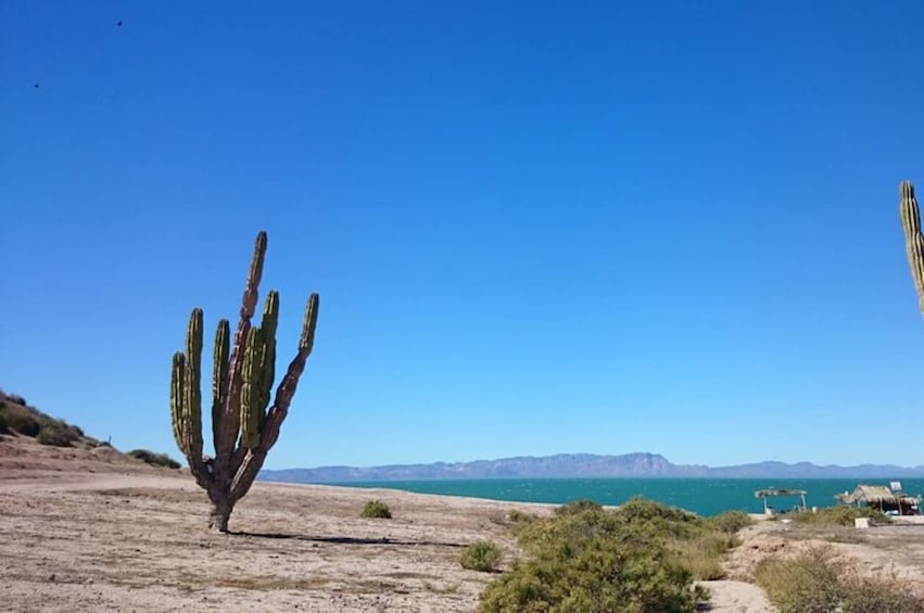 Show item 1 of 5. Tour Kino Bay from Hermosillo