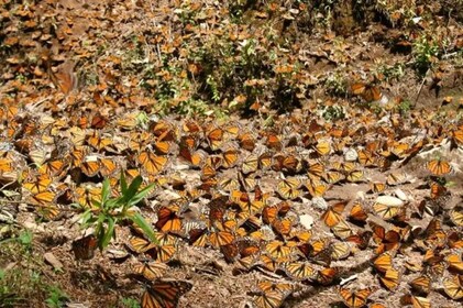 Mariposa monarca de Morelia