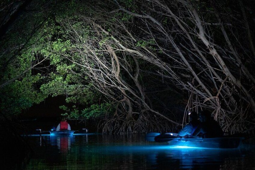 We adventure into the hidden mangrove tunnels