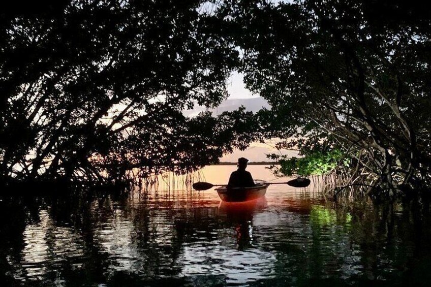 Light up the mangrove tunnel (tide permitting)