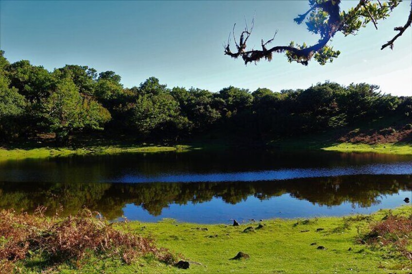 Fanal Forest. Mystical and enchanted! 