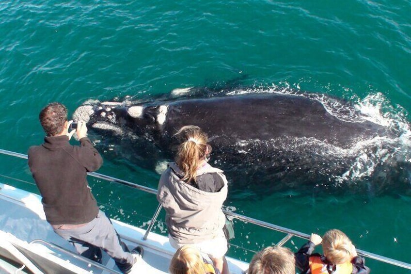 Whale Watching Wine Tasting and Penguins From Cape Town - Private Tour