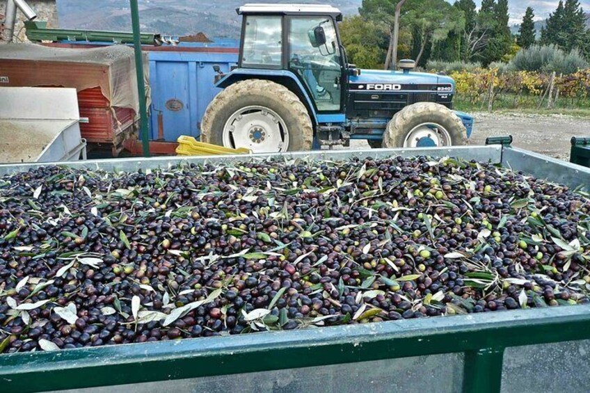 Olives