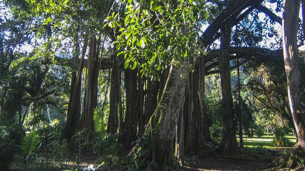 Close up of trees in forest area.