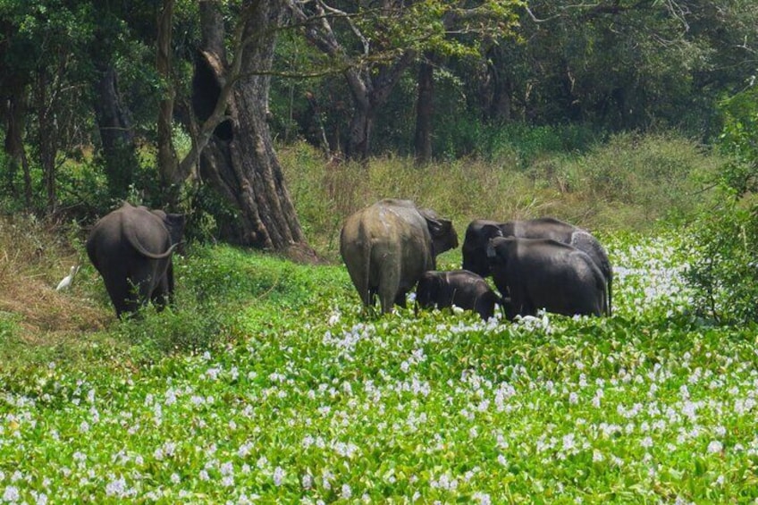 One Night Camping in Wasgamuwa National Park