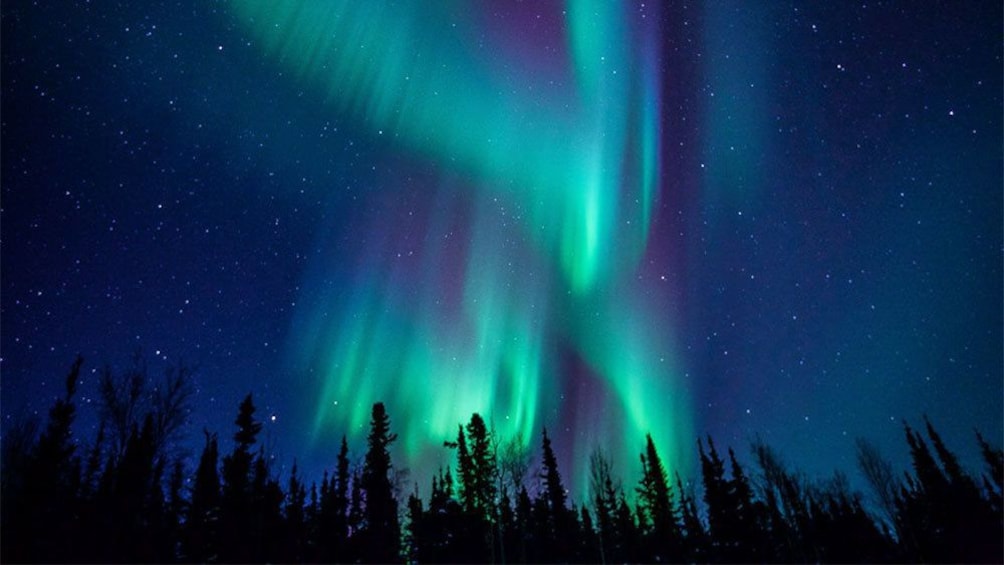 Silhouette of trees against the northern lights in Fairbanks