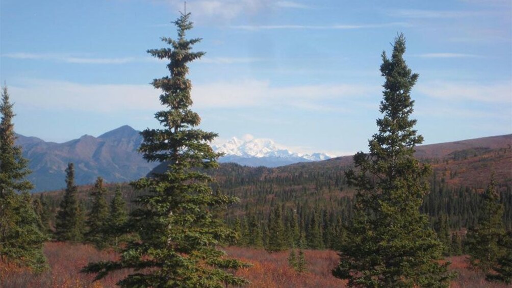 Scenic view of the trees and mountains in Fairbanks