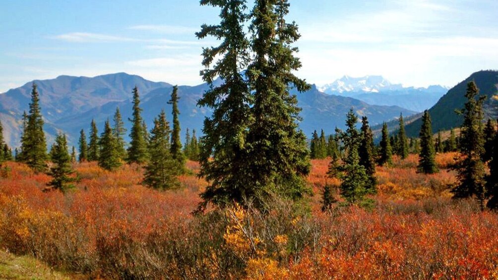 Landscape in Alaska