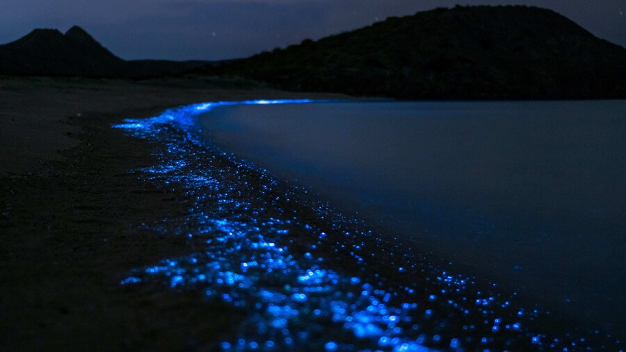 Bioluminicence from Puerto Escondido