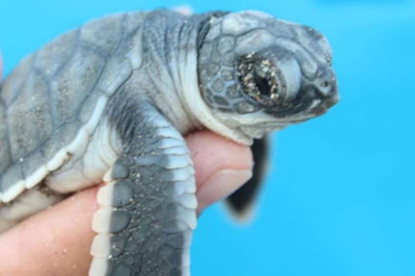 Turtle release from Puerto Escondido