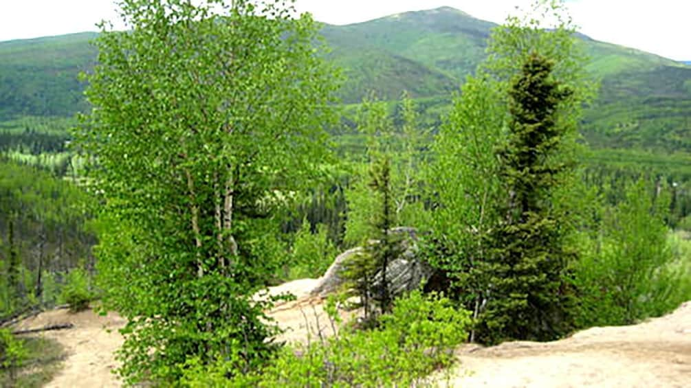 The Wickersham Dome trail