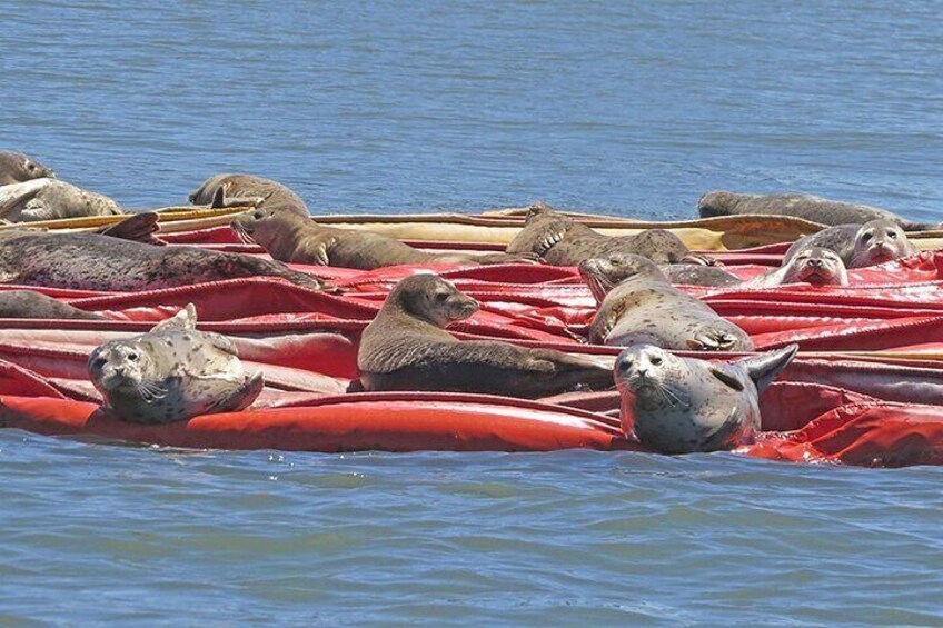 Port of Tacoma and Puget Sound 2 Hour Guided Boat Tour
