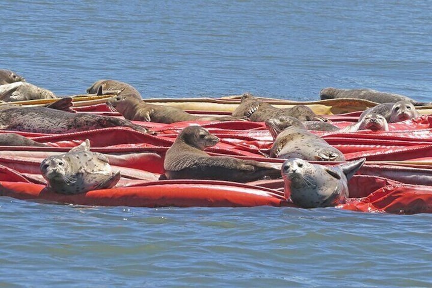 Port of Tacoma and Puget Sound 2 Hour Guided Boat Tour