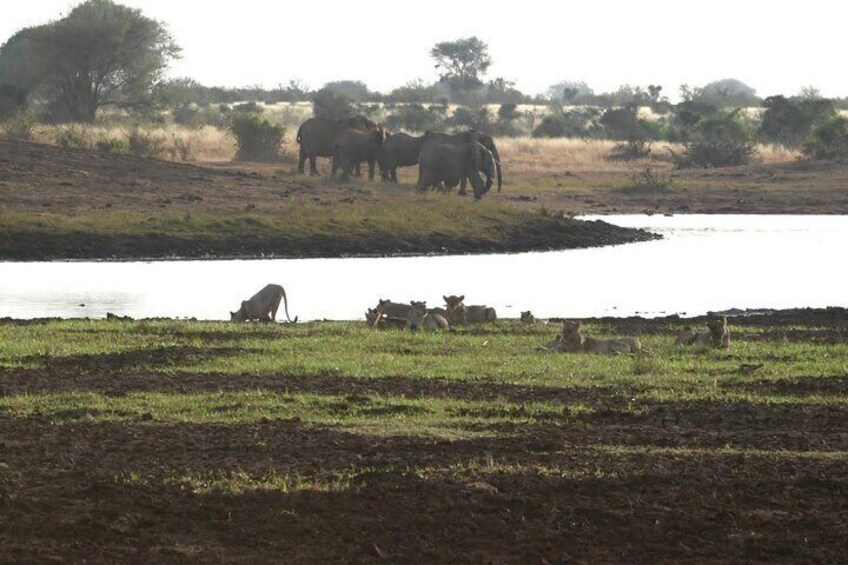 Capture this wonder's of Tsavo East in the famous waterhole shared by a Pride of Lions and a Herd of African Elephant.