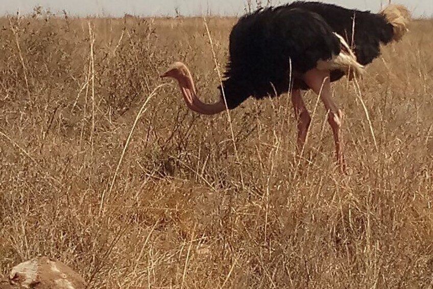 The colorful Maasai Ostrich enjoying its catch of insects in Amboseli NP. 